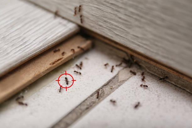Best Flea Control Services  in Garland, NC