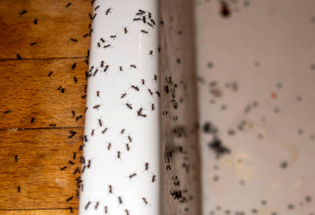 Trusted Garland, NC Pest Control Experts