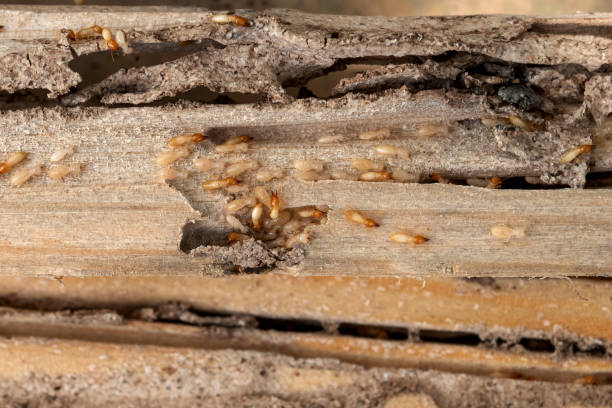 Best Pest Prevention Services  in Garland, NC